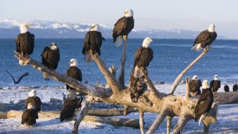 Alaska bald eagles tree trunk birds wallpaper