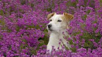 Animals dogs meadows purple flowers wallpaper