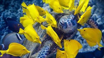 Animals fish turtles sea wallpaper