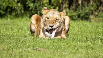 Animals lions bones feeding wallpaper