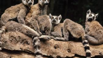 Animals madagascar lemurs wallpaper