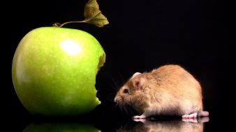 Animals mice apples wallpaper