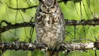 Animals owls birds wallpaper