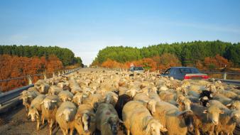 Animals sheep panorama wallpaper