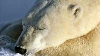 Animals sleeping polar bears wallpaper