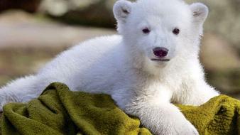 Baby animals polar bears wallpaper