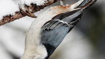 Birds animals nuthatch wallpaper