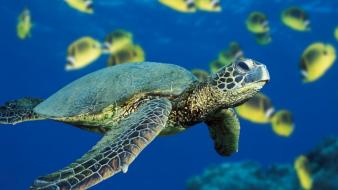 Fish turtles reptiles sea wallpaper