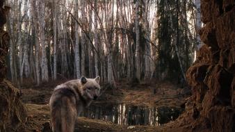 Forest wolves wallpaper