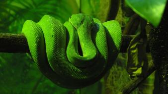 Green animals snakes wallpaper