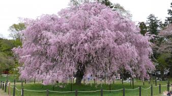 Japan cherry blossoms sakura cherries kyoto parks wallpaper