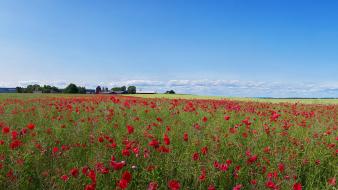 Landscapes panorama red flowers poppies wallpaper