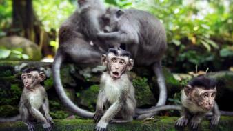 Monkeys wallpaper