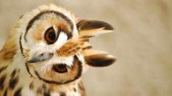 Owls wallpaper