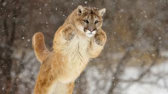 Snow animals cougars wallpaper