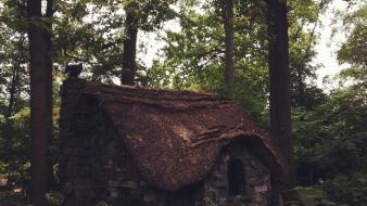 Trees forest cottage