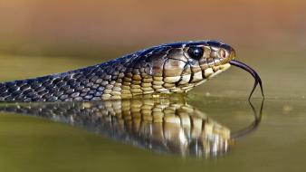 Water snakes reptiles reflections wallpaper