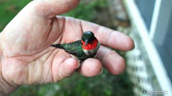 Animals hummingbirds birds