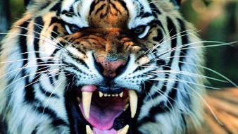 Animals tigers wild wallpaper