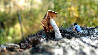 Autumn (season) mushrooms plants wallpaper