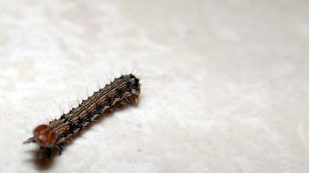 Bug crawl caterpillar crawling wallpaper