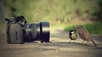 Cameras roads birds wallpaper