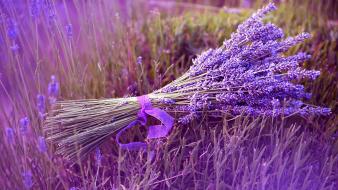Fields lavender wallpaper