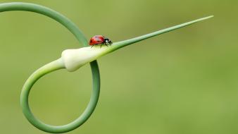 Insects grass ladybirds wallpaper