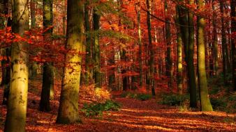 Landscapes nature trees red wood leaves autumn wallpaper