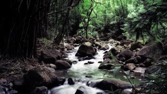 Nature forest streams wallpaper