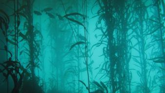 Ocean nature fish plants lakes algae underwater wallpaper
