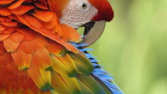 Parrots birds wallpaper