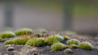 Plants moss wallpaper