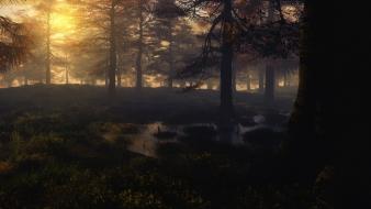Sunset forest swamps shades wallpaper