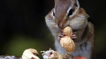 Animals food peanuts chipmunks eating wallpaper