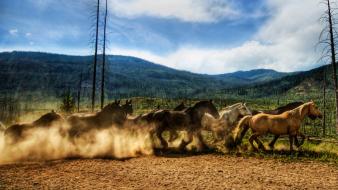 Animals horses race wild wallpaper