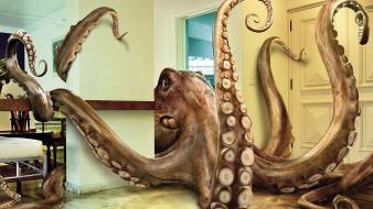 Animals octopus wallpaper