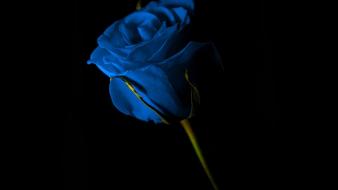 Blue flowers roses rose wallpaper