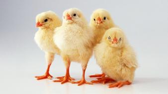 Chicks (chickens) simple background baby birds wallpaper