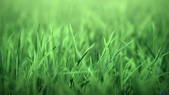 Green grass garden macro wallpaper