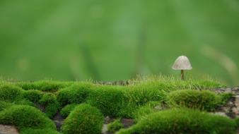 Green landscapes nature moss wallpaper