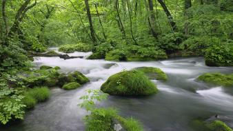 Green water nature trees forest wallpaper