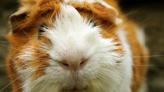 Guinea pigs pet wallpaper