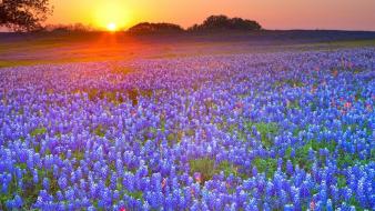Landscapes nature country texas meadows blue flowers bluebonnet wallpaper