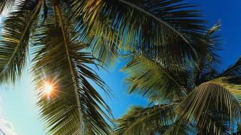 Landscapes nature palm trees caribbean wallpaper