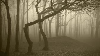 Landscapes nature trees wood forest fog trunks gloomy