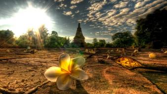 Light landscapes nature flowers thailand mai afternoon plumeria wallpaper
