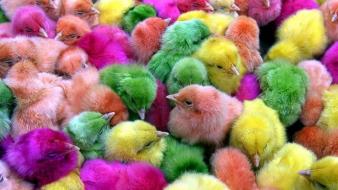 Multicolor birds chickens chicks (chickens) baby wallpaper