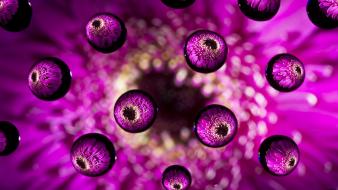 Nature flowers purple water drops macro wallpaper