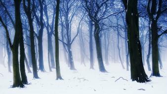 Nature winter trees wallpaper